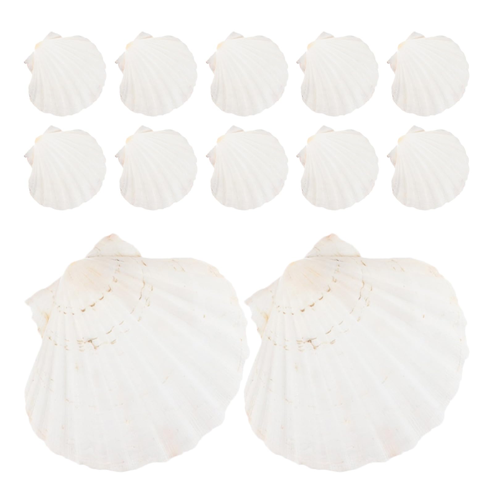 Coquilles de pétoncles SHINEOFI pour vos pique-niques chic et repas de fruits de mer