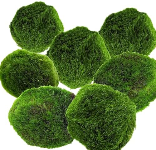 AquaBreedingSkill Set de 7 Marimo japones vivo 3–4 cm – marimo vivo natural, bola original, plantas naturales para acuarios, planta acuario natural