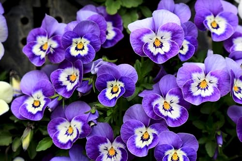 Image of Pansy Flower Seeds 50 Plus Mixed Color for Planting Winter Seasonal Flower Seeds for Home Garden Balcony Terrace Easy Grow Decorative Blooming Plants for Indoor Outdoor Gardening (Pansy)