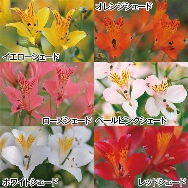 Amazon.co.jp: 秋植え球根 アルストロメリア6色セット 6色6球(各1球
