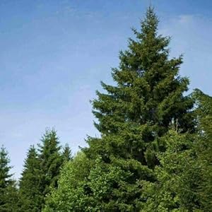 EUROPEAN SILVER FIR (Abies Alba) 20 seeds