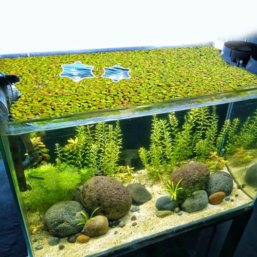 5stk Schwimmende Pflanzenringe für Aquarien, Schwimmender Pflanzenkorral aus Schaumstoff Blütenförmig Fischfütterungsringe Futterring für Aquarien zum Abfangen Schwimmender Pflanzen (Weiß)