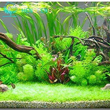 50 Graines De Dichondra Pistia - Plantes Aquatiques Pour Aquarium, étang Ou Jardin