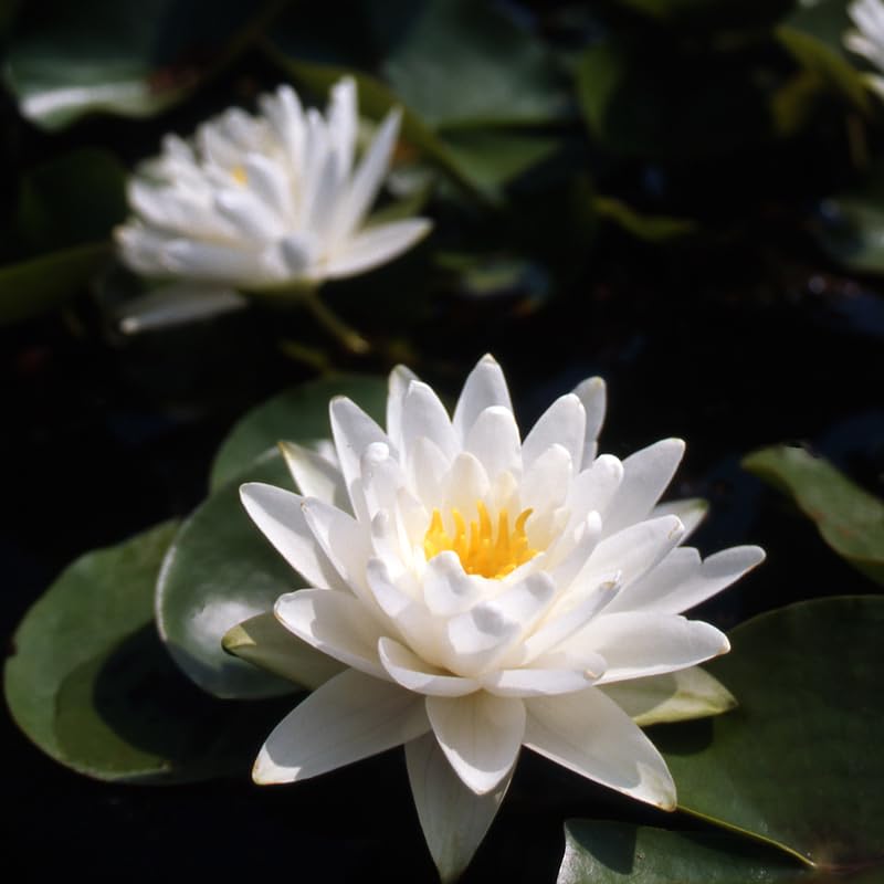 Ninfea ‘Perry’s Double White’ – Pianta Acquatica Rustica a Radice Nuda Fiore Bianco Puro Doppio – Per Laghetti e Vasche da Giardino – Fioritura Estiva – Coltivata in Italia