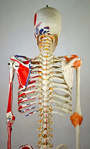 Wellden Product Anatomical Human Muscular Skeleton Model, W/Ligament, Numbered, Life Size 170Cm #TOP4