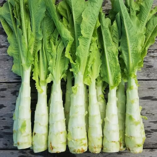 TomorrowSeeds - Summer 38 Celtuce (Stem Lettuce) Seeds - 500+