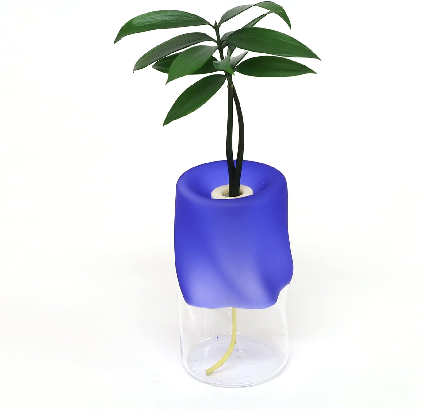 日本古来の植物 良縁を結ぶご神木 梛 ナギ の木 と 三浦園芸