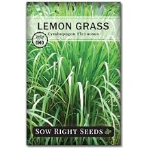Sow Right Seeds - Lemon Grass Seeds for Planting - Non-GMO Heirloom - East Indian - Mosquito Repellent - Ideal for Outdoors - Easy to Grow Lemongrass - Garden Herb for Culinary and Fragrant Use 1