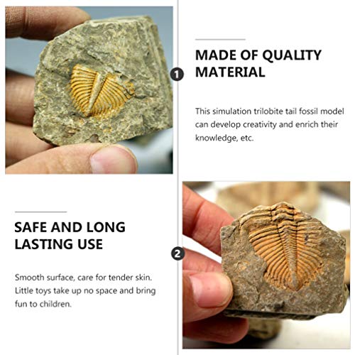 ULTECHNOVO 2Pcs Paleontologia Fósseis Trilobite Fossil Modelo Cauda Verme Enfeites para Escritório E