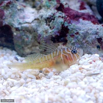 Amazon 海水魚 沖縄産 イレズミハゼ 1匹 北海道 九州 沖縄航空便要保温 Charm チャーム 観賞魚 水中生物 通販 Amazon 海水魚 沖縄産 イレズミハゼ 1匹 北海道 九州 沖縄航空便要保温 Charm チャーム 観賞魚 水中生物 通販