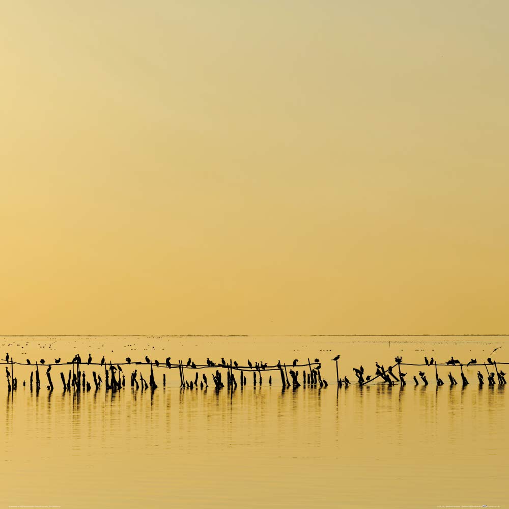 Poster cormorans au crépuscule 1art1 affiche reproduction 70x70 cm