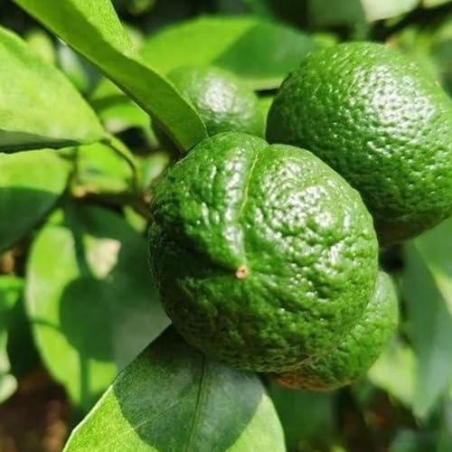wicoanox 50 Unids/bolsa Semillas de Cítricos Fragantes Crecimiento Rápido Nutritivo Fructificación Natural Limas Kaffir Semillas para Semillas de Patio para Plantar Ahora Verde
