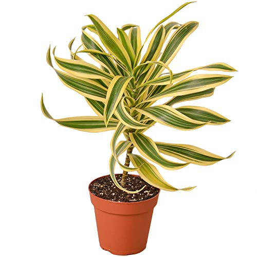 Dracaena Song of India Live Plant for Indoor | Different