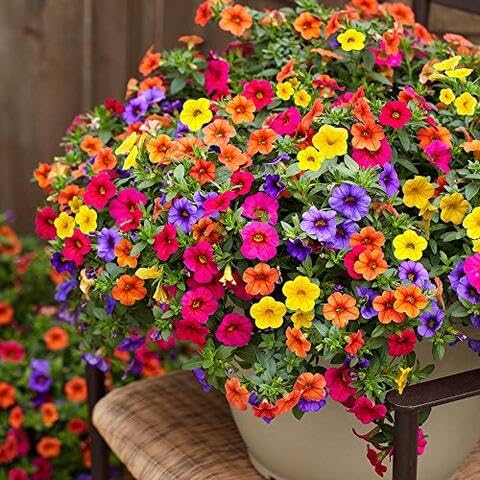 100pcs Mixed Calibrachoa Flower Seeds