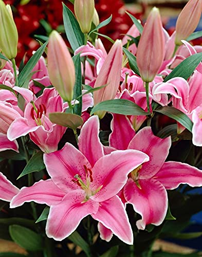 Radha Krishna Agriculture™ Salmon Oriental Lily/Lilium Flower Bulbs For Home & Outdoor Gardening Plants (Pack Of 3 Bulbs) (B09BB1D1YG) Amazon Price History, Amazon Price Tracker