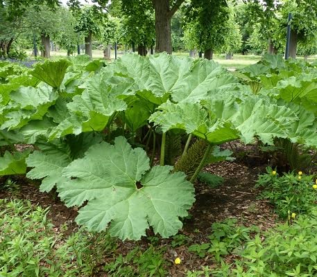 Gunnera manicata Plant Seeds 50pcs