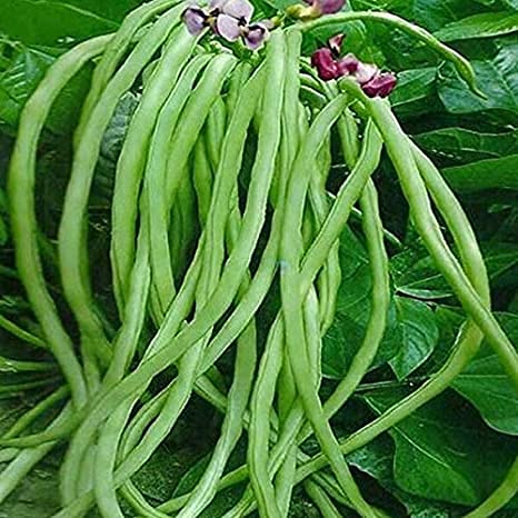 Vegetable Seeds | Cowpea seeds | Beans Seeds | F1 Hybrid | Organic Seeds | For all Season Kitchen Garden Seeds-picture-26