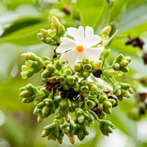 Nyctanthes Arbor-tristis &ndash; Night-flowering Jasmine - 5 Seeds - Semillas - E 232 | UK