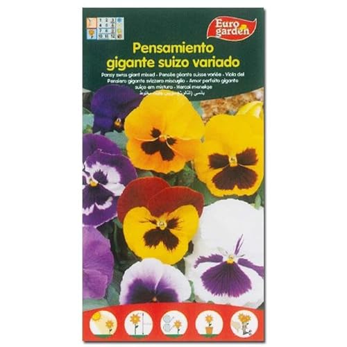 Semillas fito flores pensamiento gigante suizo variado 00596 (caja 10 unidades)