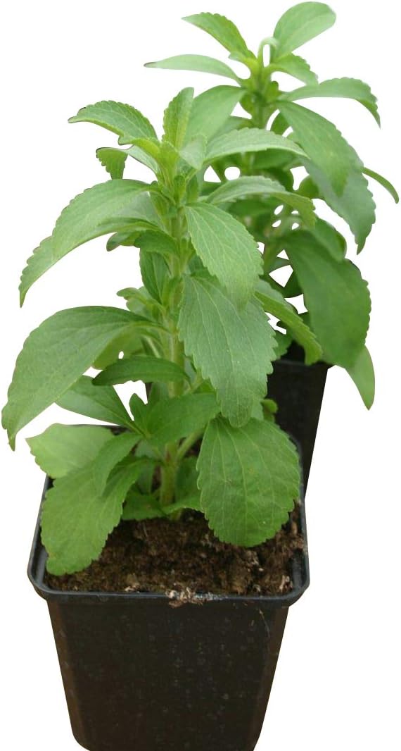 Sugar Plant Herb 25 Seeds0 Calories Stevia rebaudiana
