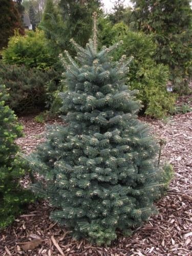 Blau Balsam-Tanne, Balsam-Tanne Kche Blau, Baum Samen (Evergreen, Bonsai)  30 : Amazon.de: Garten