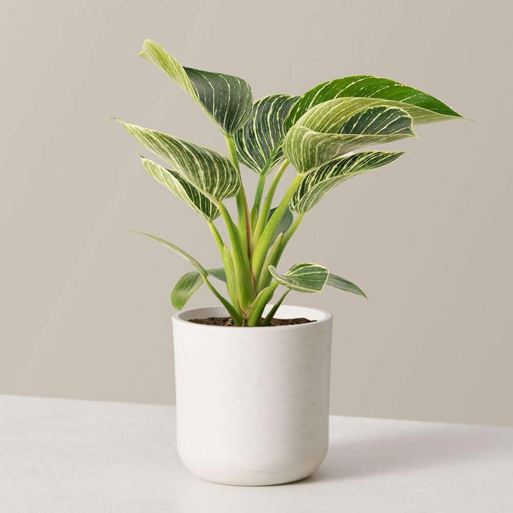 Amazon.com : Philodendron Birkin Live Plant for Indoor | Different  Houseplants in 4'' & 6'' Pot | Real House Plant for Living Room, Office,  Desk & Bathroom | Birkin : Patio, Lawn & Garden
