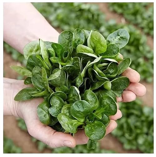Semillas de Canónigos para Cultivar Hierbas para Ensalada muy Beneficiosas