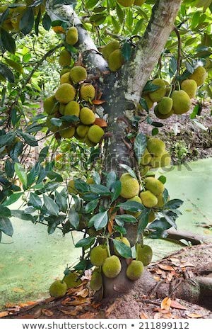 Coconut Lagoon Tropical Rare Exotic" Vietnam Mekong Delta" Super Tasty Grafted Jackfruit (1 Year Fruiting) Fruit Plant - 1 Live Plant (B07RCZY2W5) Amazon Price History, Amazon Price Tracker