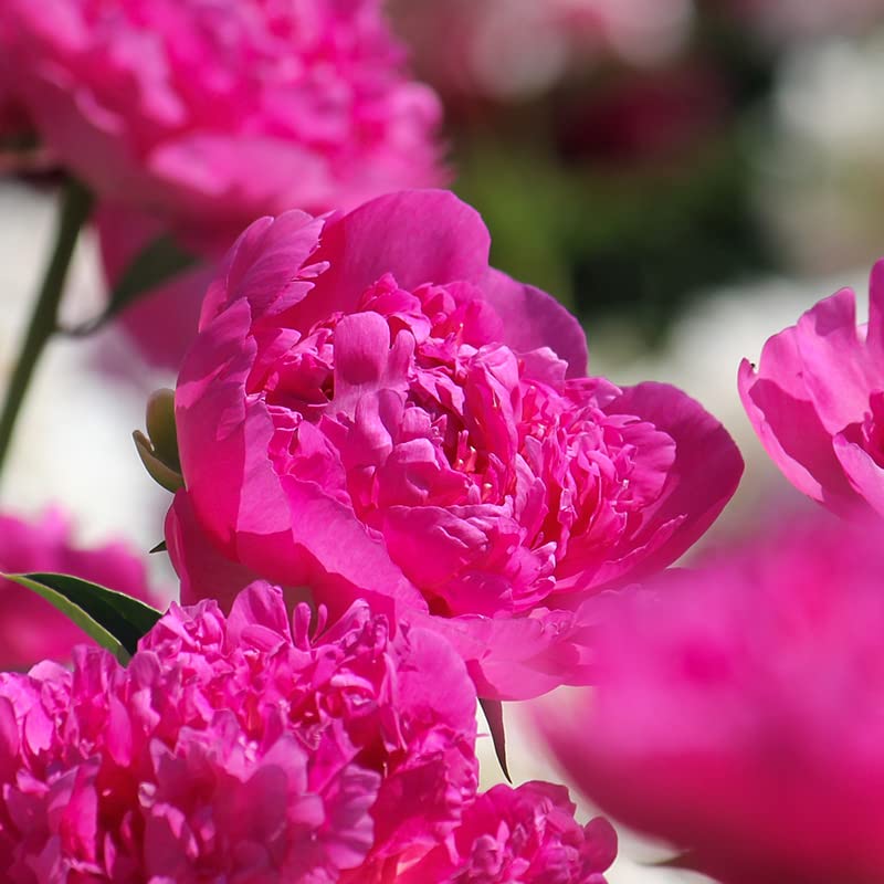 Amazon.com : Votaniki Paeonia Lactiflora Pink Panther