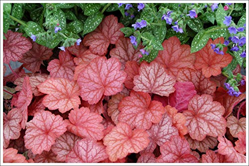 1 x Heuchera Hybrid 'Georgia Peach' (purple bell) 1 litre pot