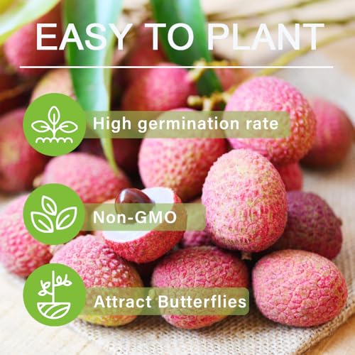 15+Lychee Tropical Fruit Seeds for Planting Outdoor- Non-GMO Heirloom Litchi Seed for Exotic Home Gardening-Perennial Psidium Guajava Exotic Fruit for Plant Indoor Bonsai Tree