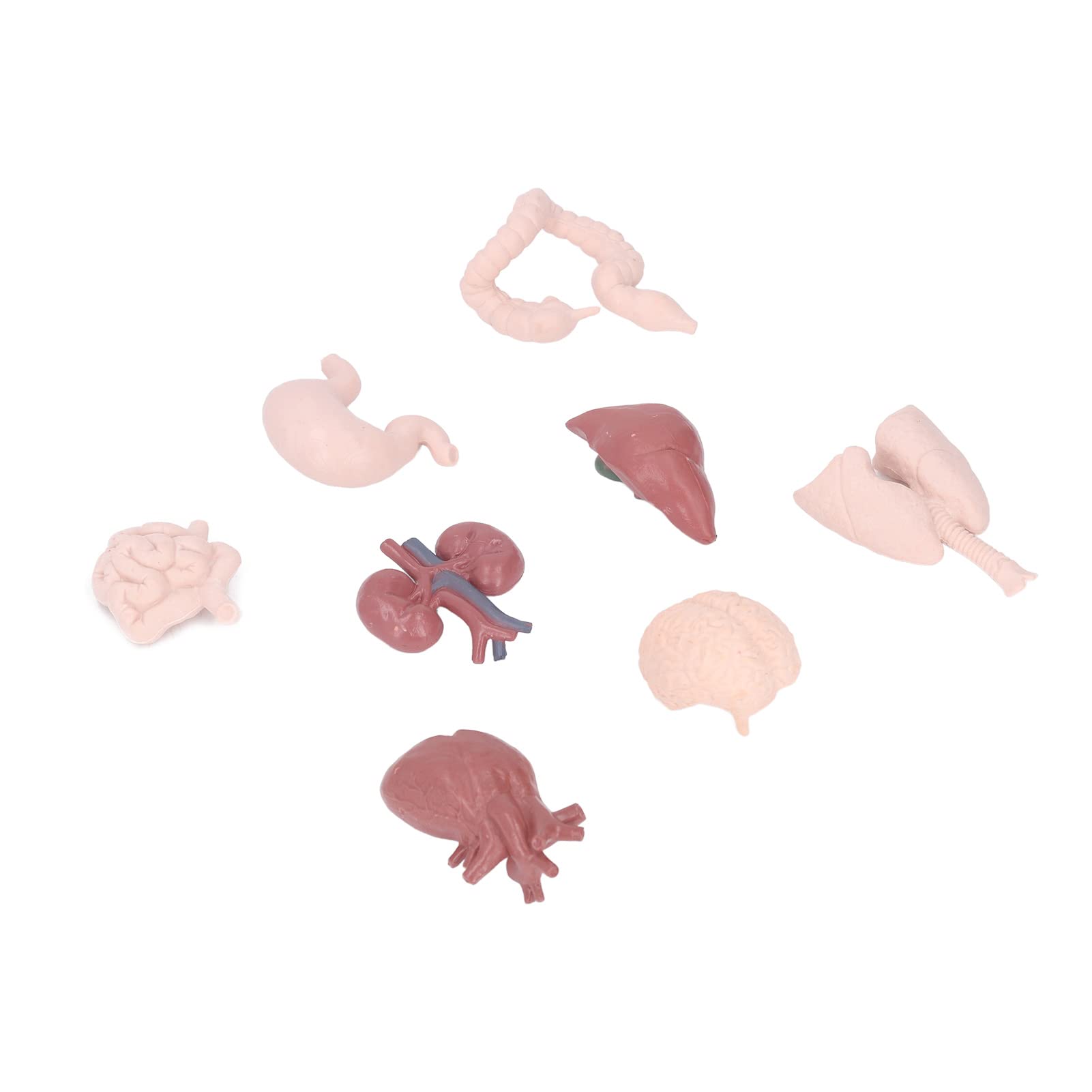 Bonbela Human Organ Model Anatomical Study Tool Body Anatomy Educational Toy with Brain Heart Lungs Liver Stomach Kidneys for School Teaching Patient Explanation
