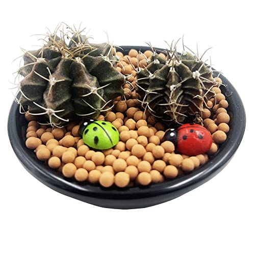 2Pcs Cactus Plants Purple-Black Mini Live Cactus Plants Indoor Potted Small Cactus Plants Cactus Succulent Cactus Plants Alive. #TOP4