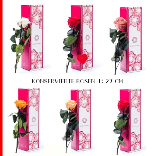 Rosen-Te-Amo | Infinity Rosen am Stiel Orange Rosenduft | Echte Rose Geburtstagsgeschenk für Frauen, Ewige Rose in Geschenkbox| Konservierte Blume zum Weihnachten, Valentinstag, Mama, Deko Geschenk