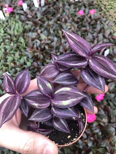 Generic Tradescantia Zebrina Burgandy ~ Live Wandering Jew Plant ~