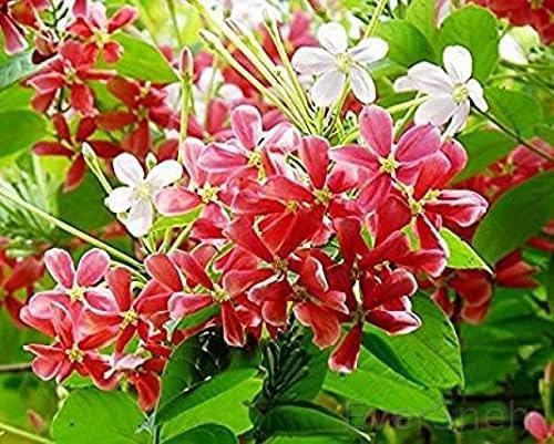 EverSneh Live Madhumalati Red Rangoon Creeper Flower 1 Plant Climbing Decorative Madhabilata Flower Plant (B0BBCLSBLR) Amazon Price History, Amazon Price Tracker