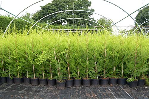 5 X 90-120cms CASTLEWELLAN LEYLANDII Gold Hedging CONIFERS Plant 2ltr POTS 3-4ft