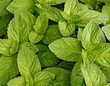 Spearmint Herb 100 Seeds - GARDEN FRESH PACK!