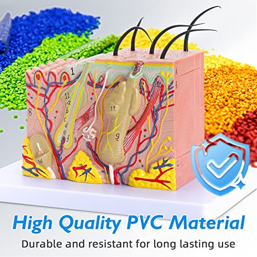 Image of Human Skin Model 35x - 35 Times Skin Structure Anatomical Model Skin Color Model Teaching Medical Model