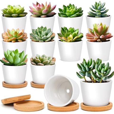 T4U 2.5 Inch Small White Succulent Planter Pots with Bamboo Tray Round Set of 12, Ceramic Succulent Air Plant Flower Pots Cactus Faux Plants Containers, Gifts for Plant Lover, Home and Office Decor Cover