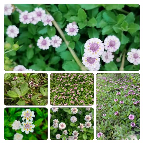 semillas Phyla nodiflora - verbena alfombra decoración sala estar jardín resistentes jardín resistentes invierno 30pcs