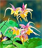Epimedium Fire Dragon (Epimedium hybridum 