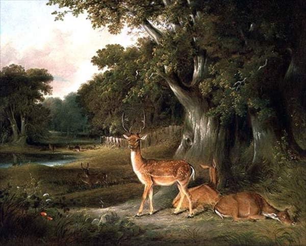 Impression d'art cerf paysage boisé William Daniell aux détails saisissants