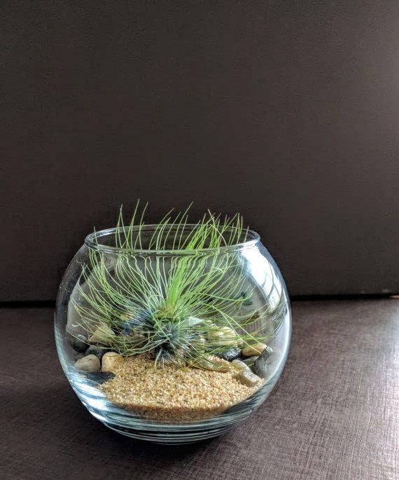 Image of BKD (5Kg, River Sand) Gravel for Aquarium Decoration /Home & Garden /Lawn Decoration /Aquarium Substrate /Terrarium /Quartz Sand