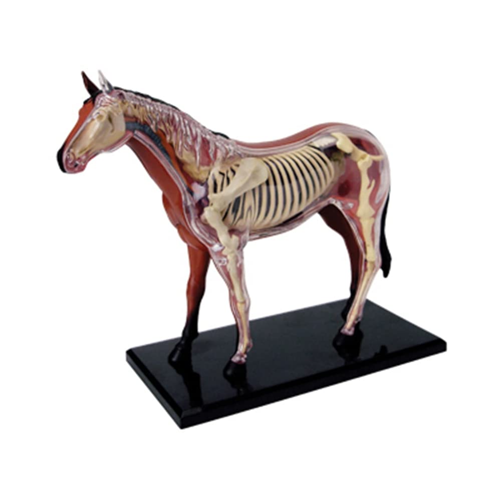 Modelo de AnatomíA de óRganos de Animales Juguete de Ensamblaje de Inteligencia de Caballo 4D Modelo de AnatomíA para EnseñAnza, Aparatos de Populares DIY