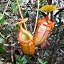 Orange Nepenthes Seeds