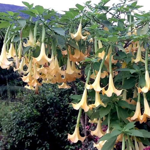 Plant World Seeds - Brugmansia Versicolor Seeds (Exotic Tree & Shrub Seeds)