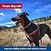 Coastal Pet K9 Explorer Reflective Adjustable Padded Dog Harness - Plush Chest Pad for Comfort - No-Pull Dog Harness for Small and Large Dogs - Berry - 5/8