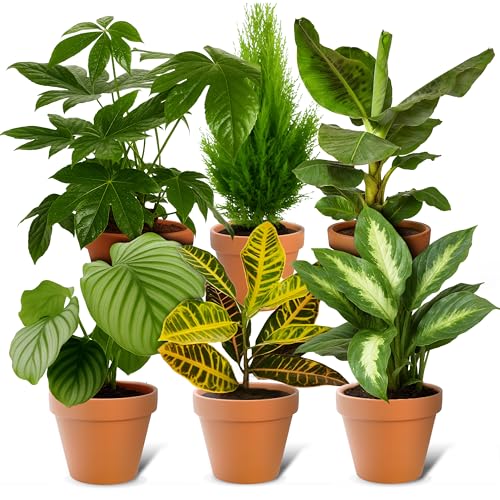 6er-Set-Pflanzenüberraschung | +/- 40-70cm | ø 12-15cm Topf | Pflanzen für Wohnung und Büro, Qualität vom Pflanzen Profi, Schneller Pflanzenversand, Raumbegrünung