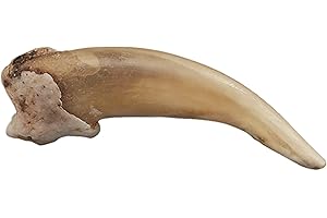 American Badger Claw 4.5 cm (Natural Bone Quality A)